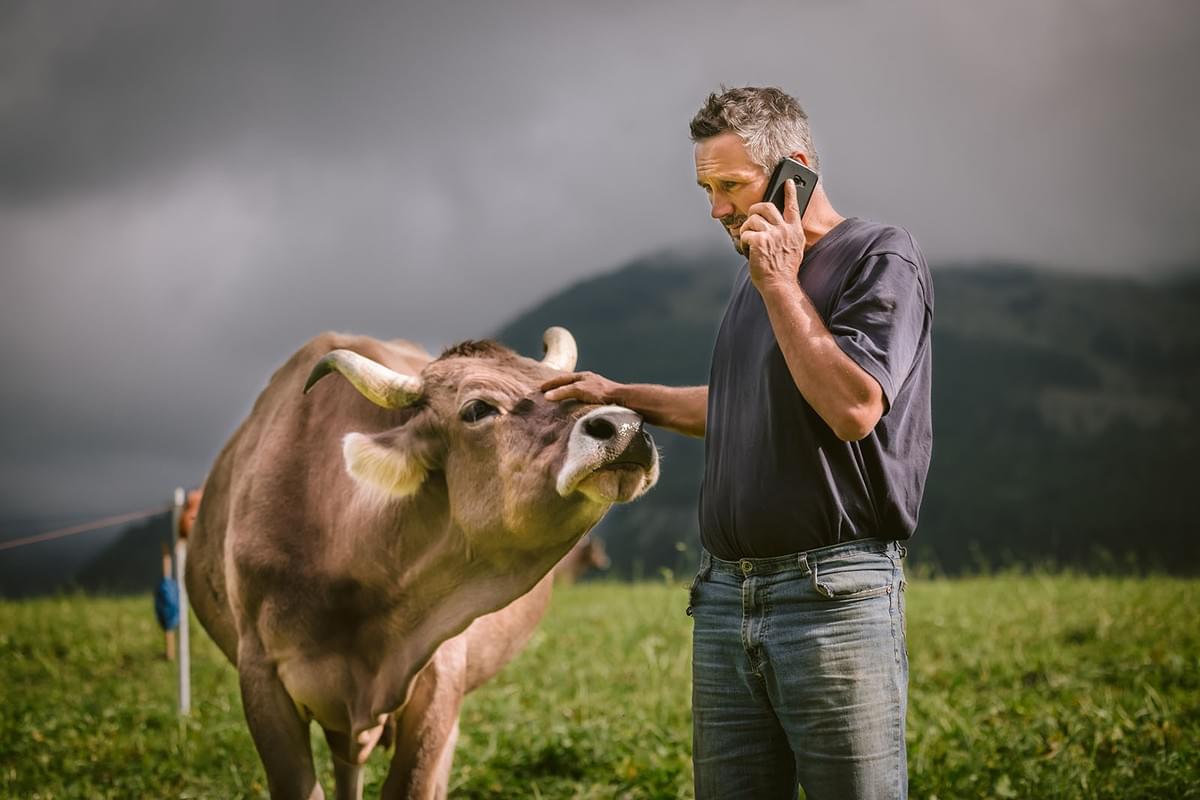 Landwirt mit Handy und Kuh