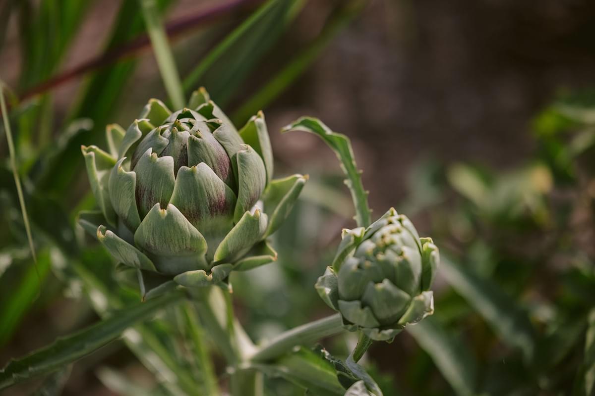 Nahaufnahme einer Artischocke in einem Garten