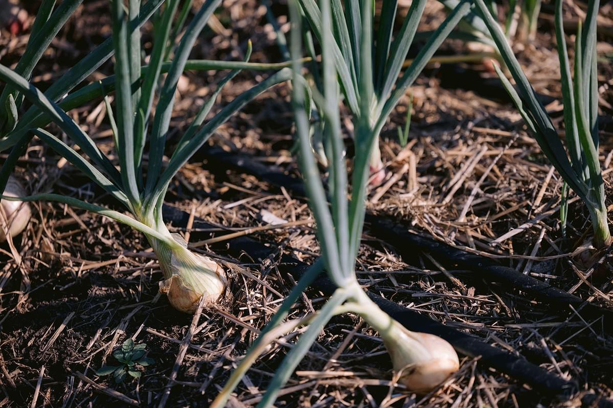Nahaufnahme von Zwiebeln im Garten