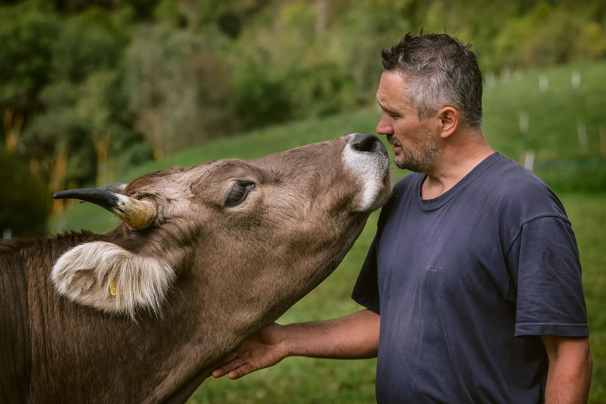 Landwirt krault eine Kuh am Hals