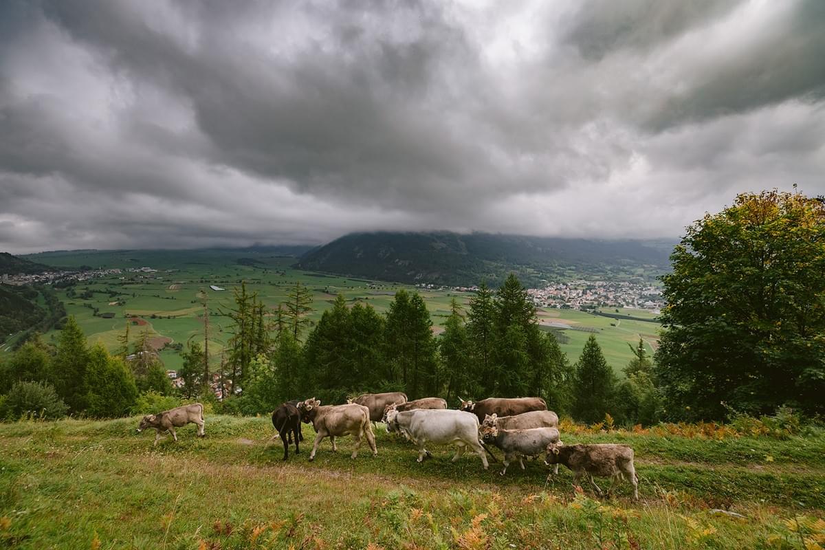 Eine Herde Kühe auf einer Wiese mit Fernblick ins Tal