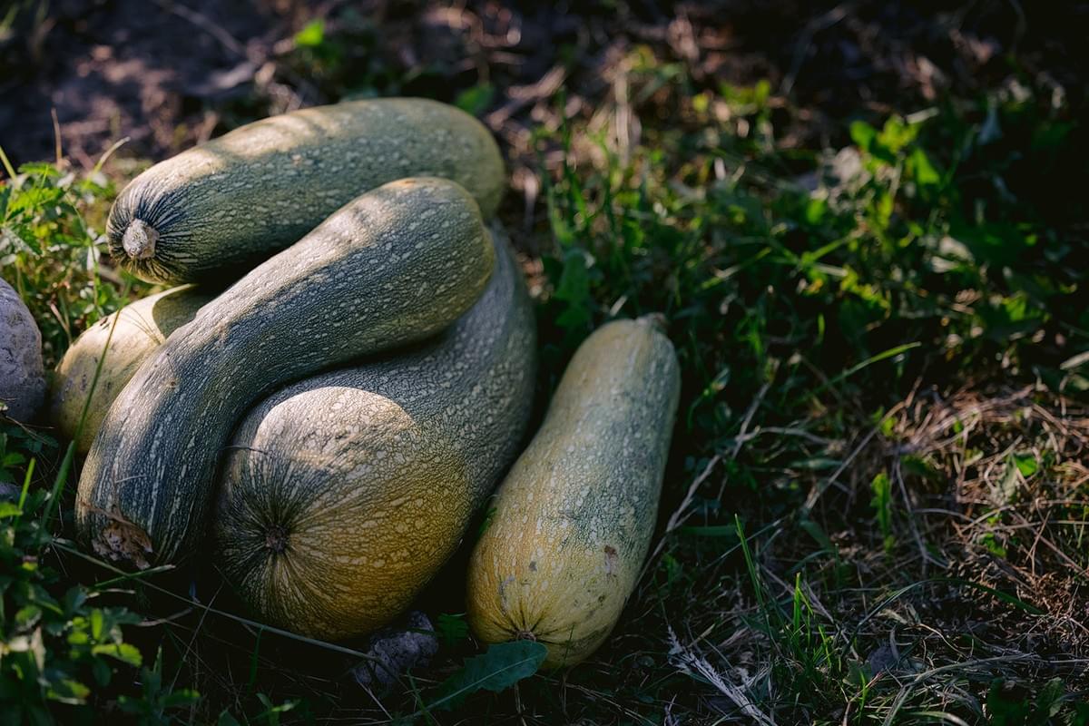 Nahaufnahme von Zucchinis im Garten