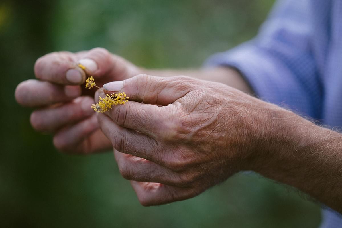 Hände eines Bauern mit Blüten zwischen den Fingern