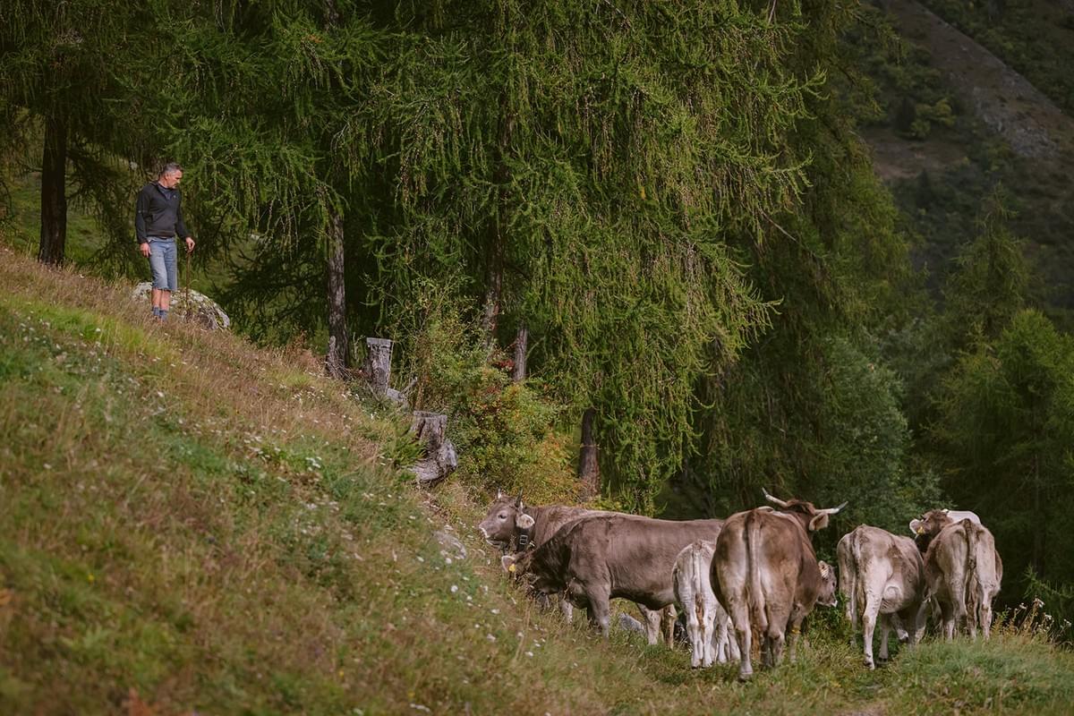 Mann treibt Kühe zusammen