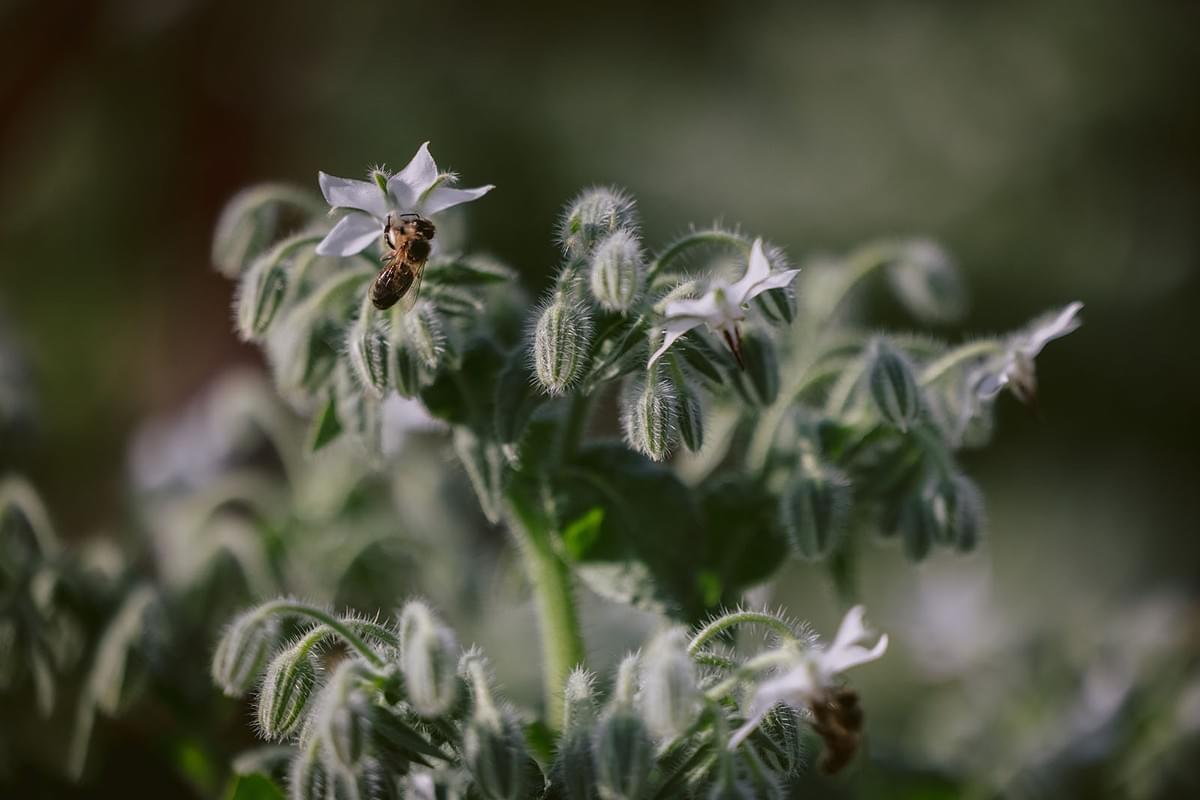 Nahaufnahme einer Biene an Blüten