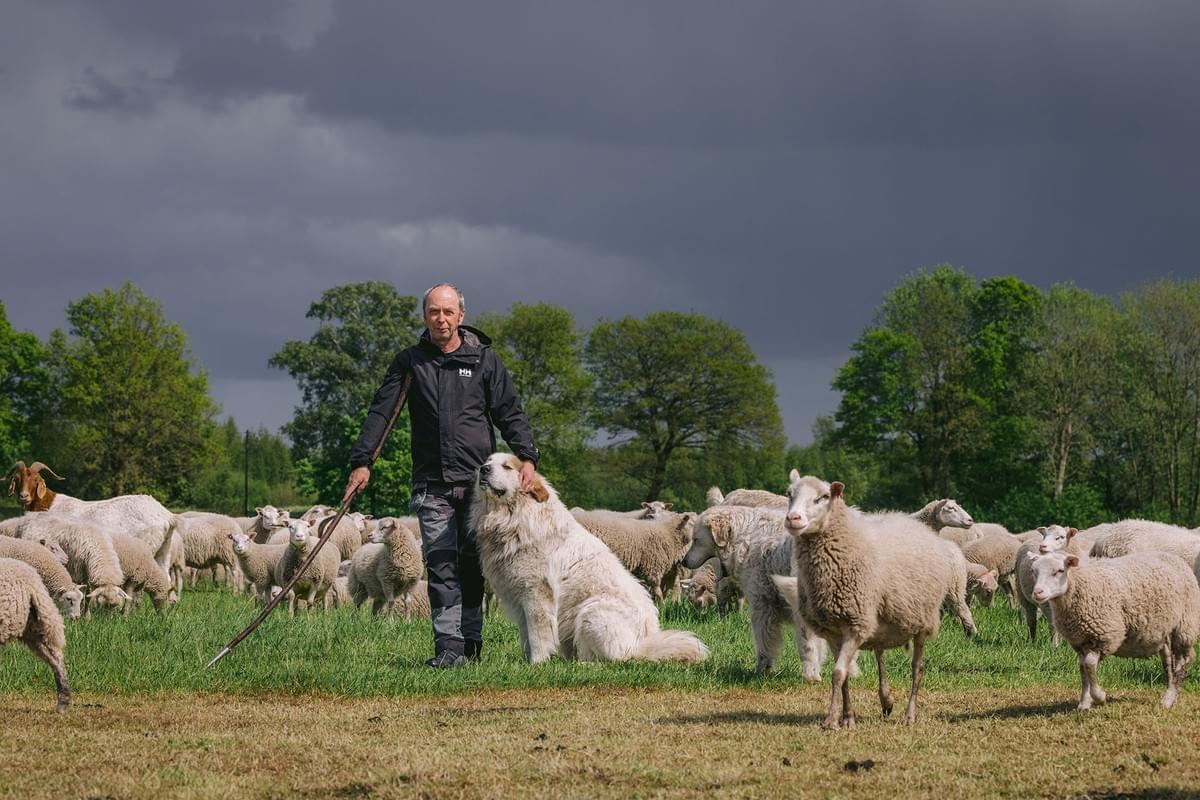 Schäfer auf der Weide mit seinen Schafen und Hütenhunden