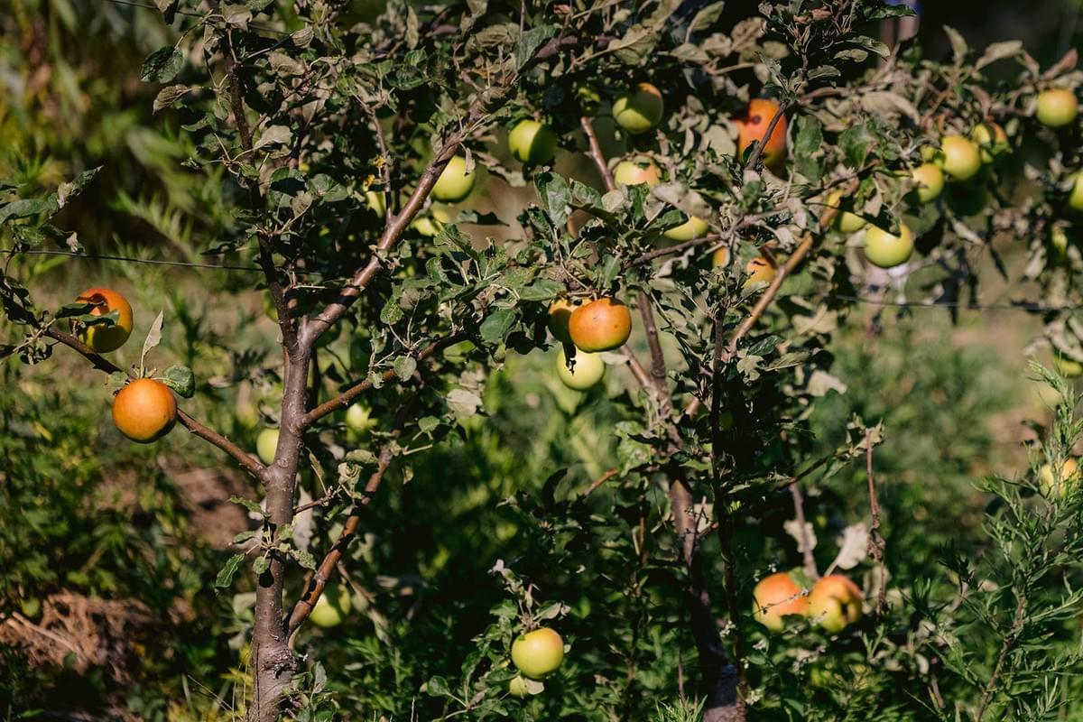 Äpfel an einem Baum