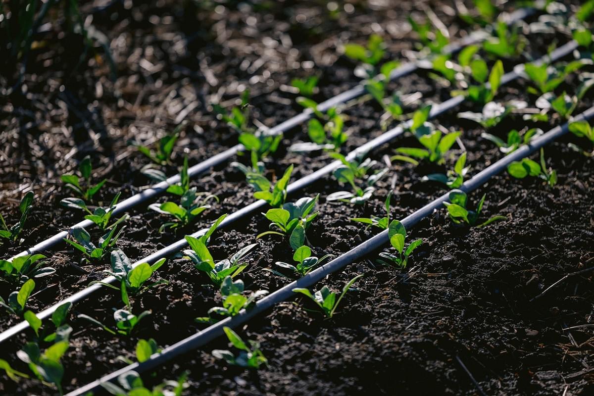 Kleine Pflanzen in einem Garten mit Bewässerungsschläuchen
