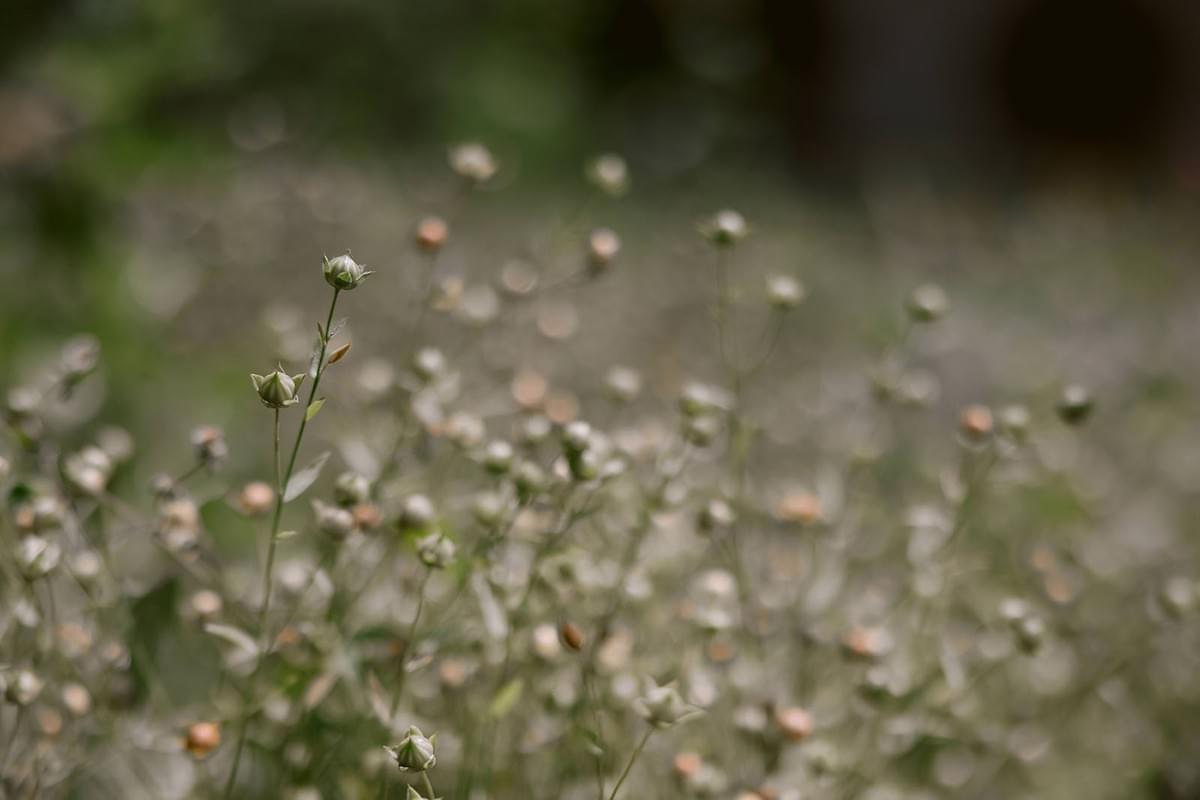 Nahaufnahme von Flachsblüten