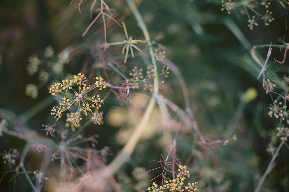 Nahaufnahme einer Blüte