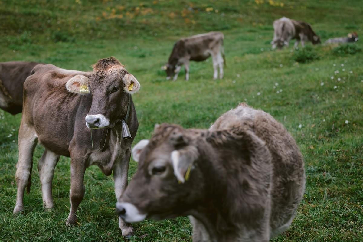 Kühe auf einer Alm
