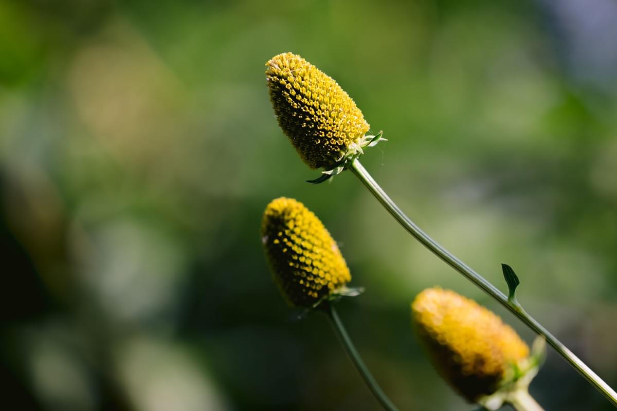 Nahaufnahme von gelben Blüten