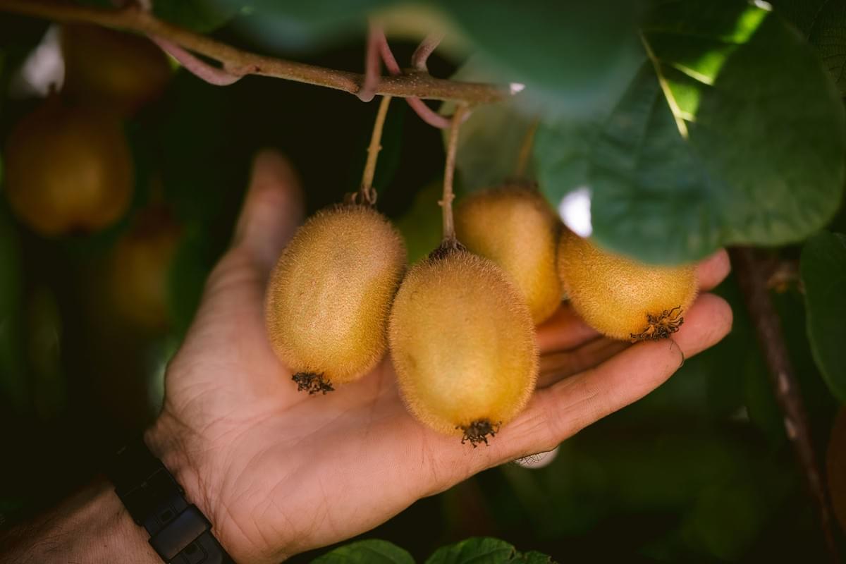 Nahaufnahme von Kiwis am Baum, daunter eine Hand die die Kiwis hält