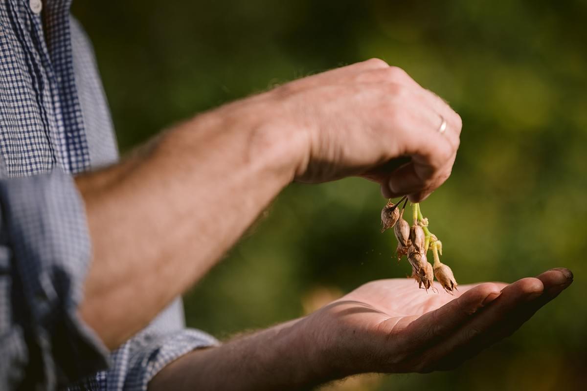 Hände eines Bauern mit Blumensamen in der Hand
