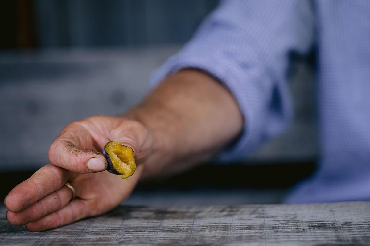 Hand eines Mannes mit einer abgebissenen Pflaume zwischen den Fingern