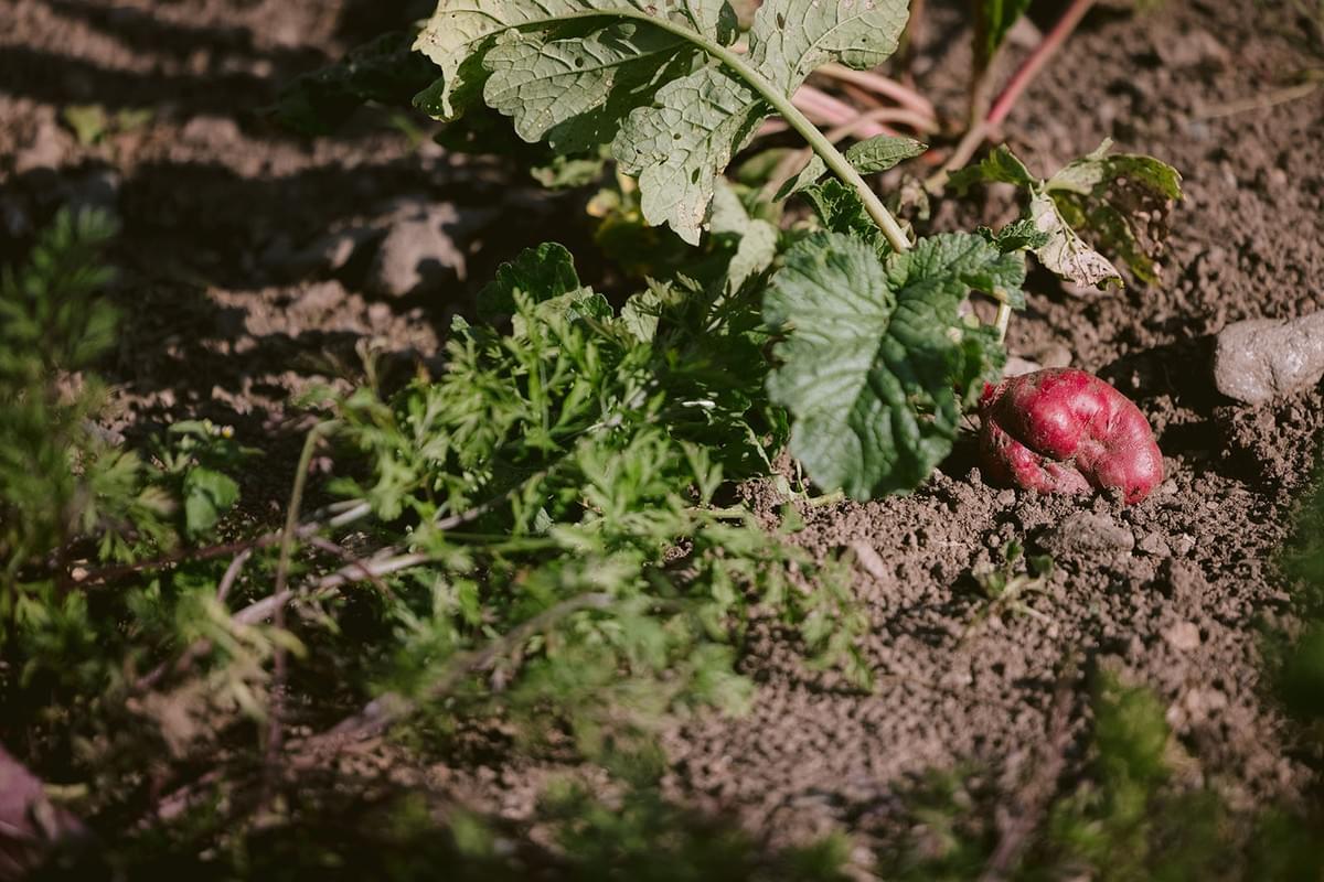Nahaufnahme von einem Gemüsegarten
