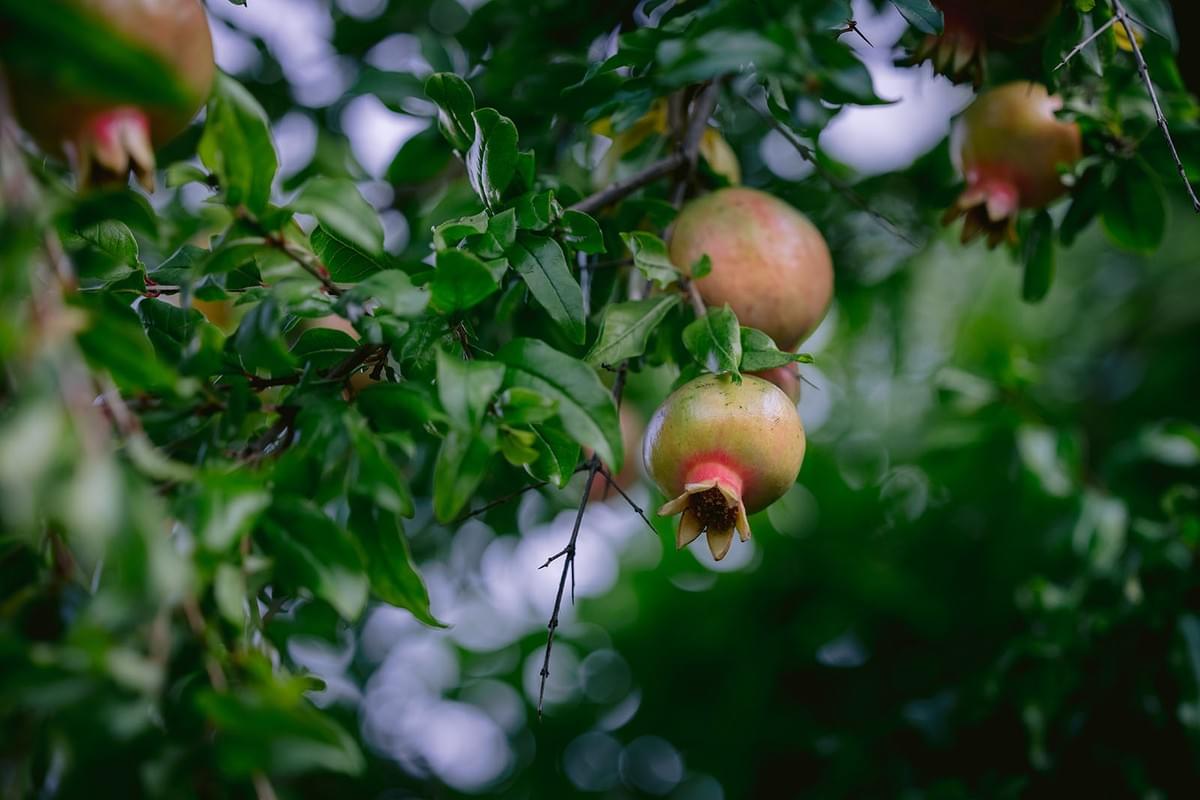 Granatäpfel an einem Baum