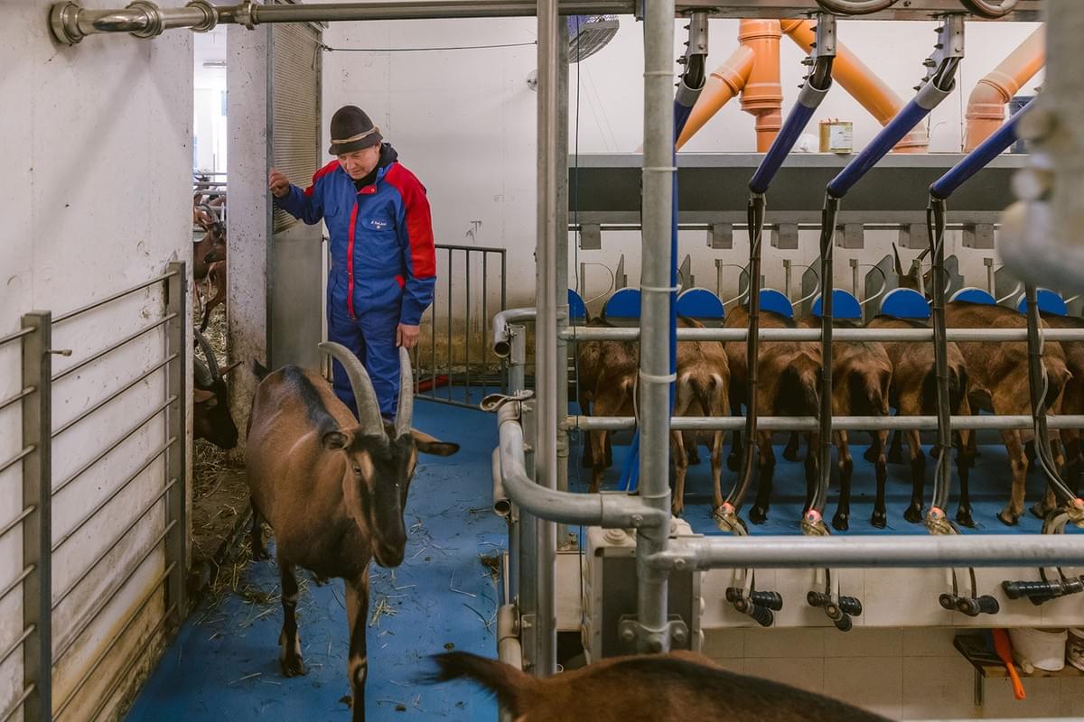 Ziegenbauer David im Stall