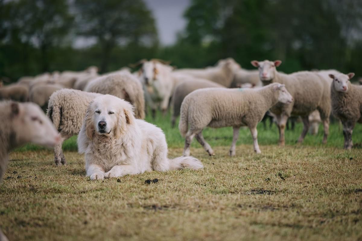 Hütehund bei der Arbeit