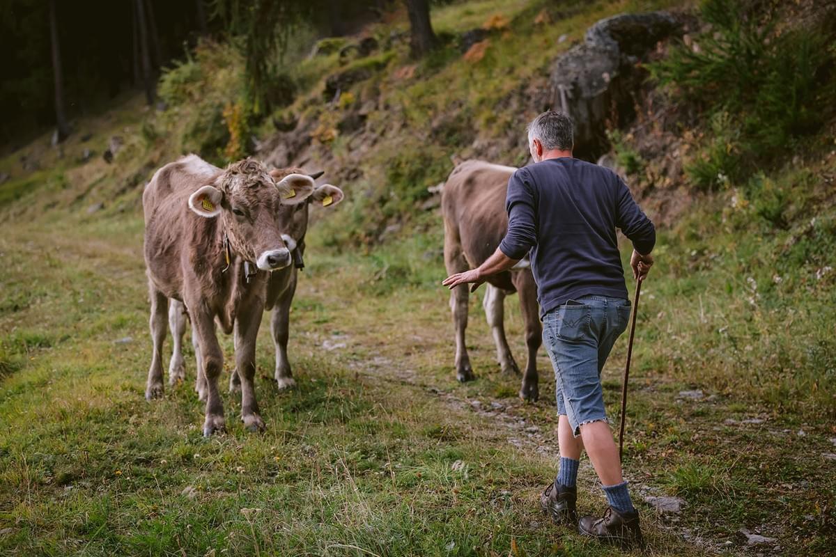 Ein Landwirt treibt Kühe auf eine Alm