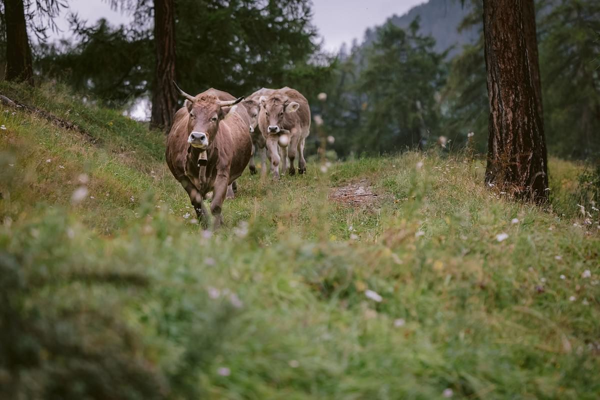 Kühle laufen auf einem kleinen Weg über eine Wiese