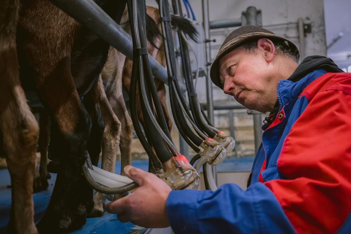 Ziegenbauer David im Stall beim Melken