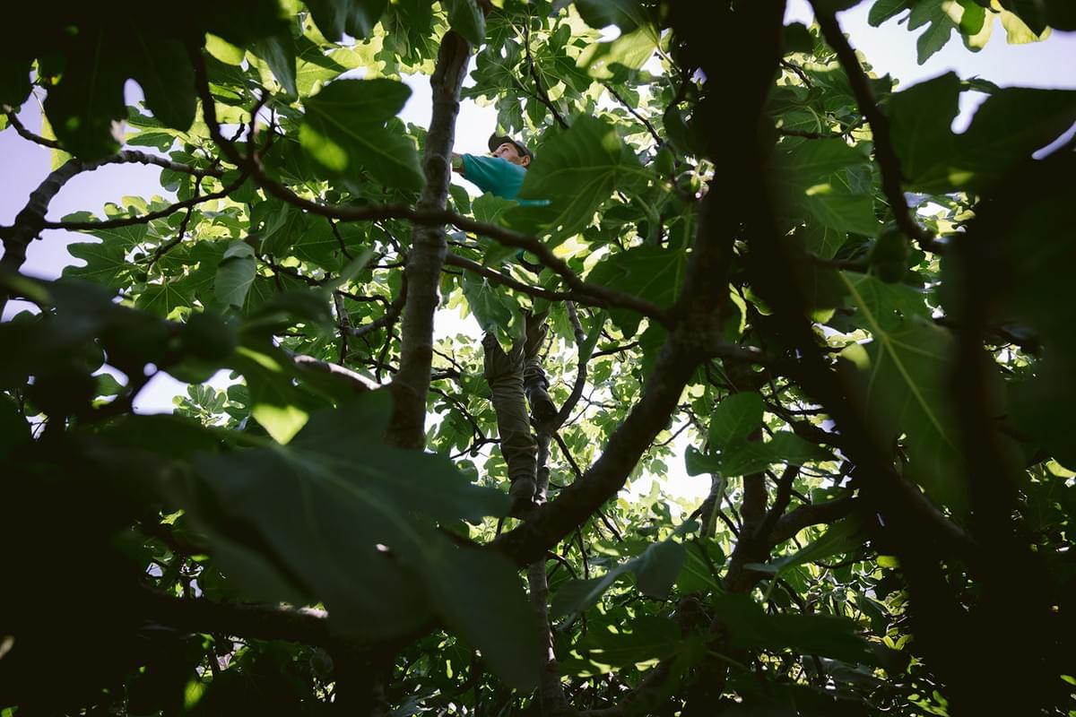 Der Bauer klettert im Feigenbaum