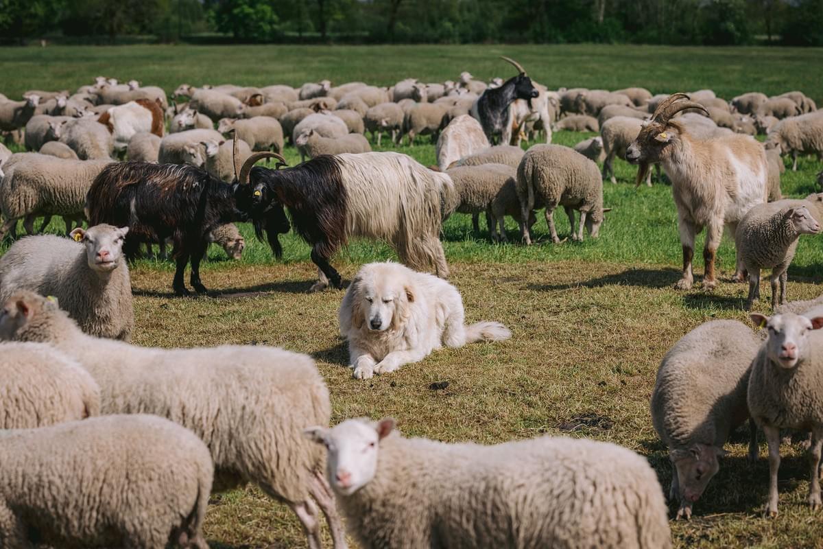 Hütehund bei seiner Arbeit mit Schafherde