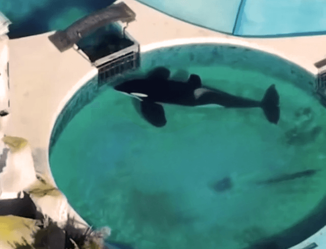 Orcas travel up to 200 miles a day in the wild