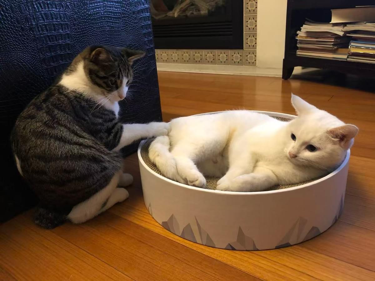 At Shanghai Soong Ching Ling School, we provide innovative courses and a rich variety of extracurricular activities to inspire students' creativity and critical thinking. Our education journey begins here. The student of Shanghai Soong Ching Ling School Domestic Division Shanghai Soong Ching Ling School China Department High School Student