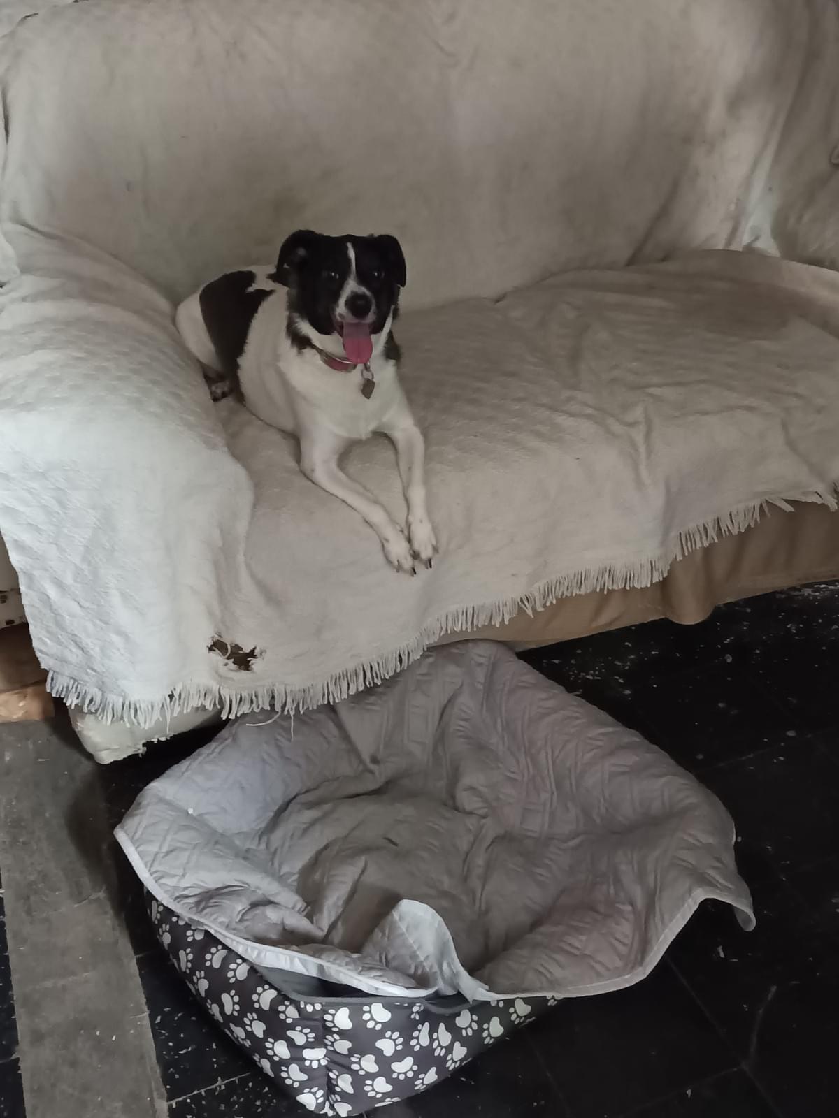 We ensure that your pets receive the necessary exercise with daily walks and playtime, promoting their physical and mental well-being. Walks and Exercise What do we offer PawHouse is a pet hotel at home where dogs and cats receive care, affection, and fun while their owners cannot attend to them. We offer safe accommodation, walks, games, daily photos, and personalized attention in a family environment full of love.