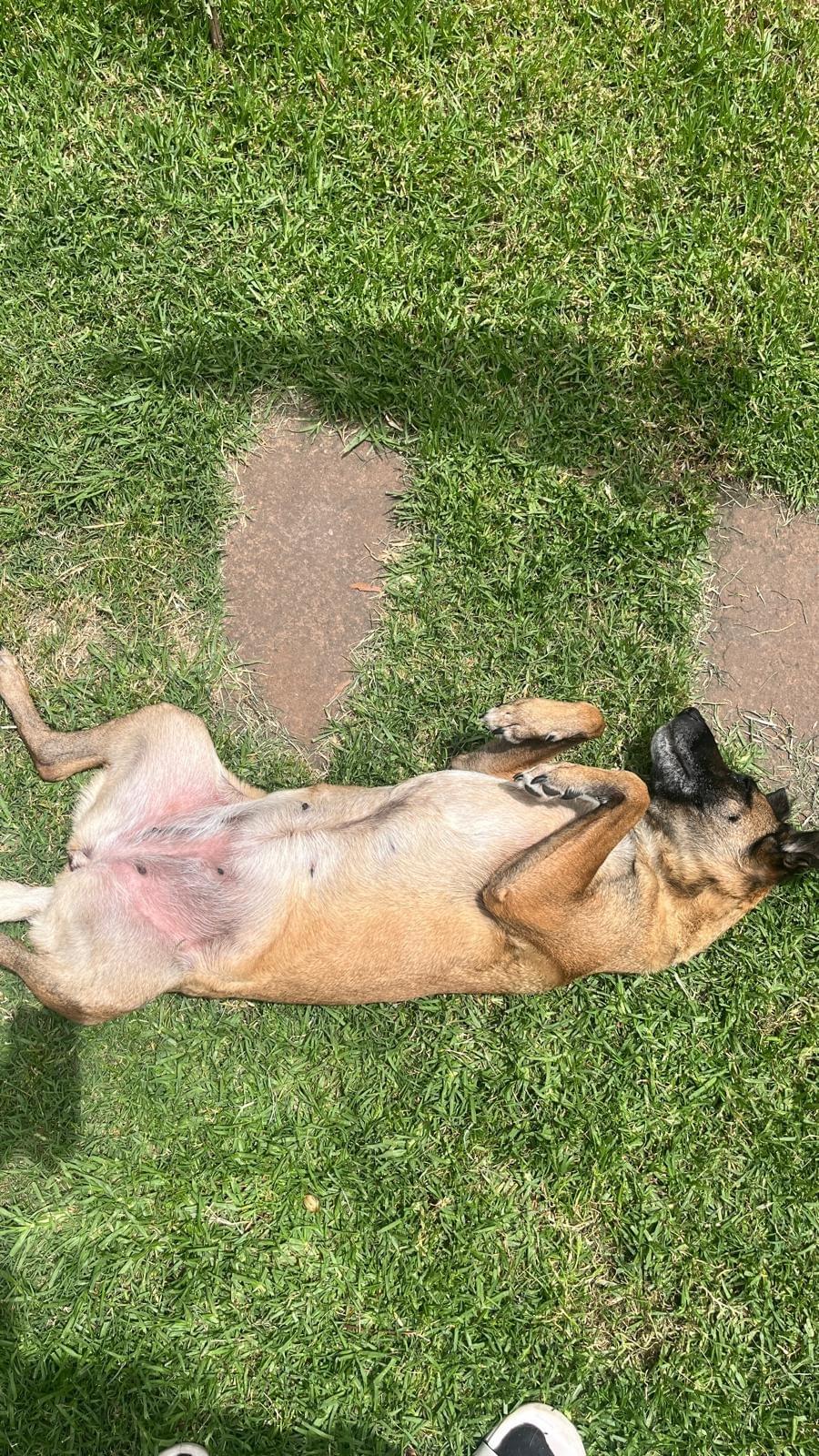 Our pet hotel offers a safe and comfortable environment where your dog or cat can relax and feel at home, surrounded by love and constant care. Safe Accommodation What do we offer PawHouse is a pet hotel at home where dogs and cats receive care, affection, and fun while their owners cannot attend to them. We offer safe accommodation, walks, games, daily photos, and personalized attention in a family environment full of love.