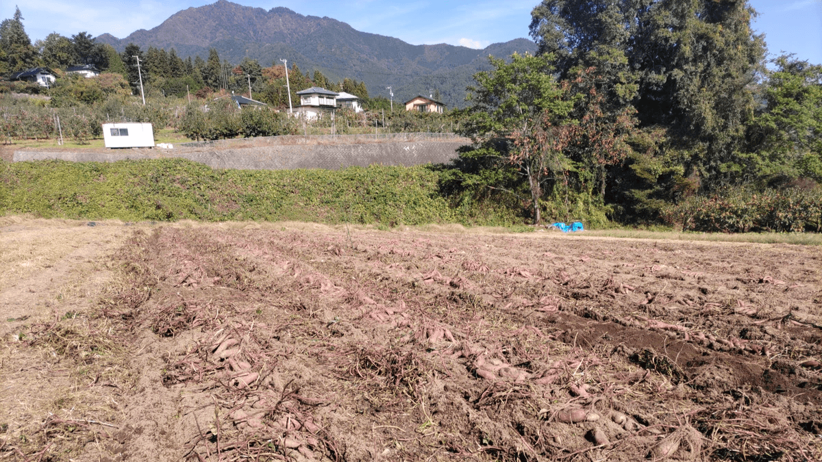さつまいも販売開始