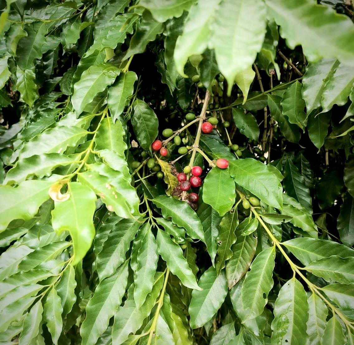 Participate in various cultural activities, deeply experience the characteristics and customs of Ruishui. cultural experience activity The services we provide Introduction to the local real estate, cultural landscape, travel itinerary, food shops, and other information in Ruifeng.