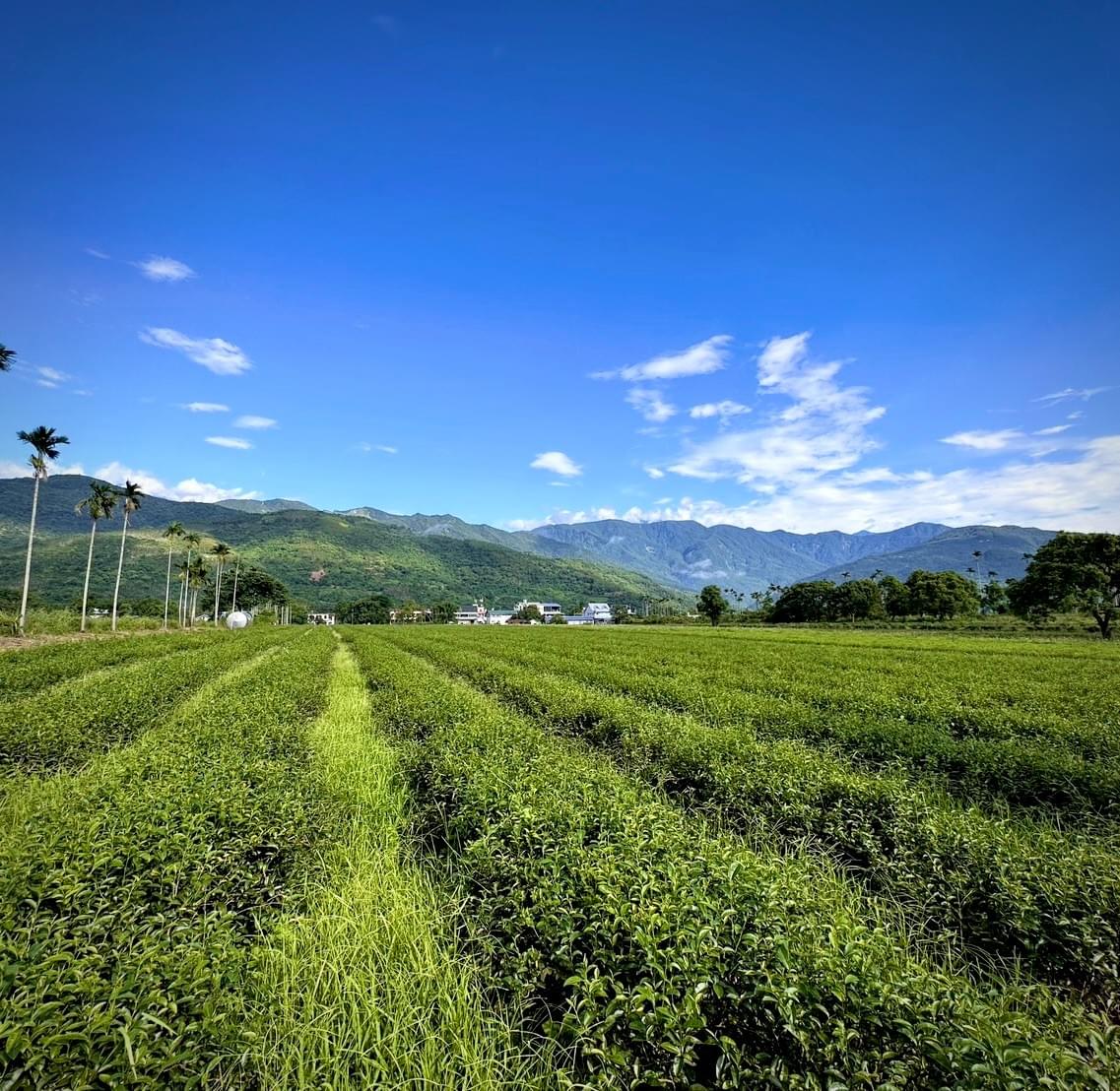Taste the local cuisine of Ruishui, feel the unique flavors and culture. Local food recommendation The services we provide Introduction to Mizuho's real estate, cultural landscape, travel itinerary, food shops and other information