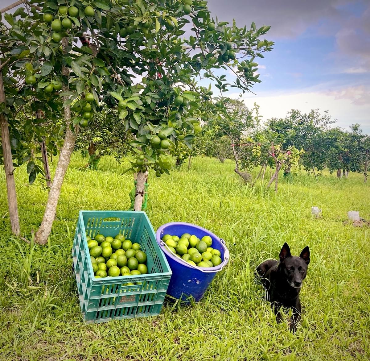 Participate in various cultural activities, deeply experience the characteristics and customs of Ruishui. cultural experience activity The services we provide Introduction to the local real estate, cultural landscape, travel itinerary, food shops, and other information in Ruifeng.