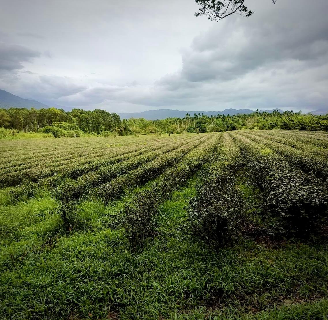 Participate in various cultural activities, deeply experience the characteristics and customs of Ruishui. cultural experience activity The services we provide Introduction to the local real estate, cultural landscape, travel itinerary, food shops, and other information in Ruifeng.