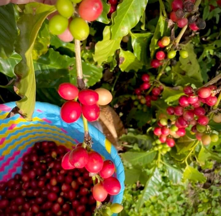 Participate in various cultural activities, deeply experience the characteristics and customs of Ruishui. cultural experience activity The services we provide Introduction to the local real estate, cultural landscape, travel itinerary, food shops, and other information in Ruifeng.