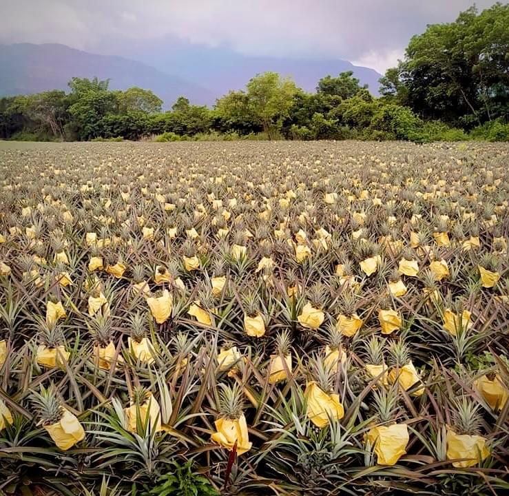 Participate in various cultural activities, deeply experience the characteristics and customs of Ruishui. cultural experience activity The services we provide Introduction to the local real estate, cultural landscape, travel itinerary, food shops, and other information in Ruifeng.