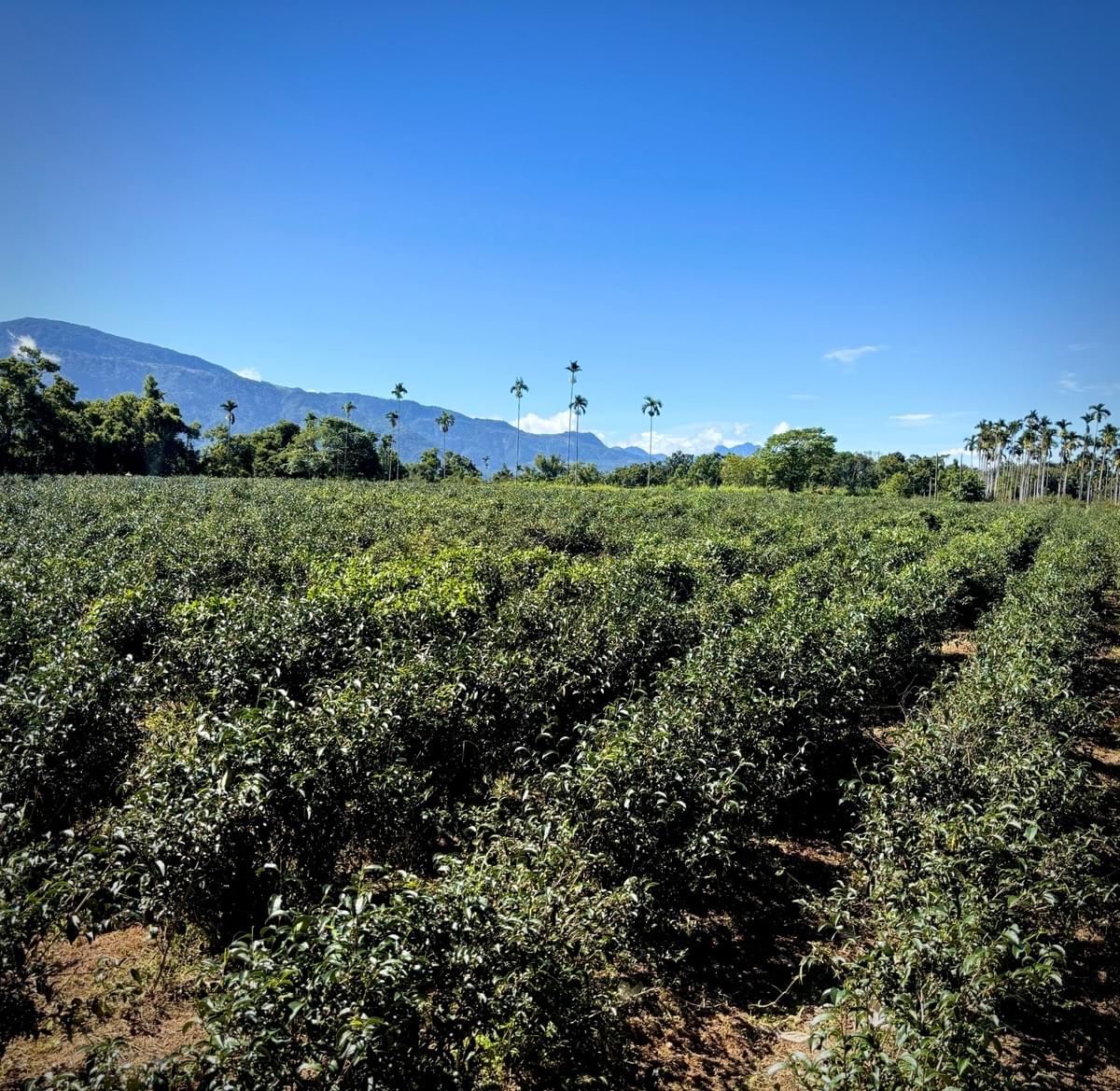 Participate in various cultural activities, deeply experience the characteristics and customs of Ruishui. cultural experience activity The services we provide Introduction to the local real estate, cultural landscape, travel itinerary, food shops, and other information in Ruifeng.