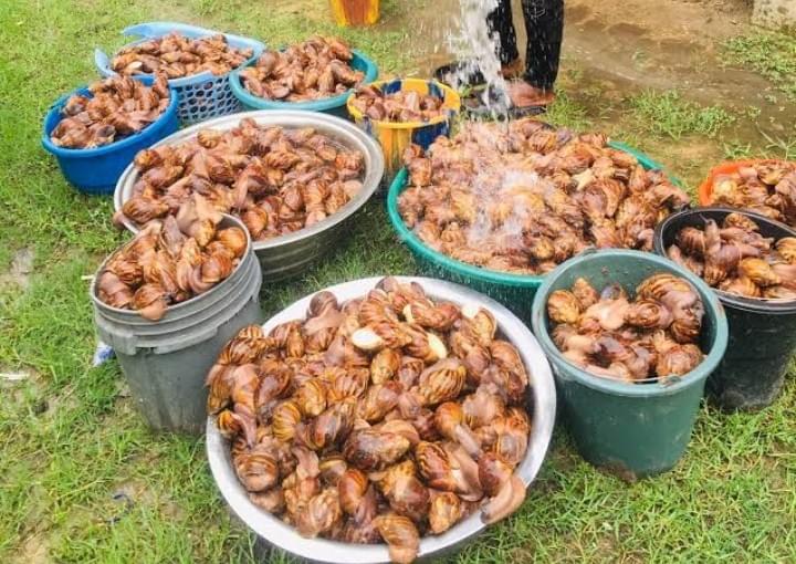 Our export services facilitate international trade, helping you reach global markets with premium snails. Export Services What We Offer Megtess agro is an agricultural brand that provides agricultural services like snail farming training and sale of snail and exportation