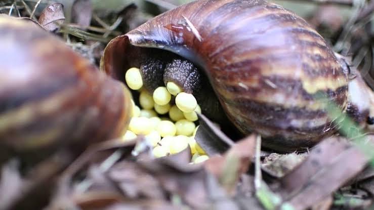 We offer high-quality snails for sale, ensuring sustainable practices and healthy stock for your farming needs. Quality Snail Sales What We Offer Megtess agro is an agricultural brand that provides agricultural services like snail farming training and sale of snail and exportation