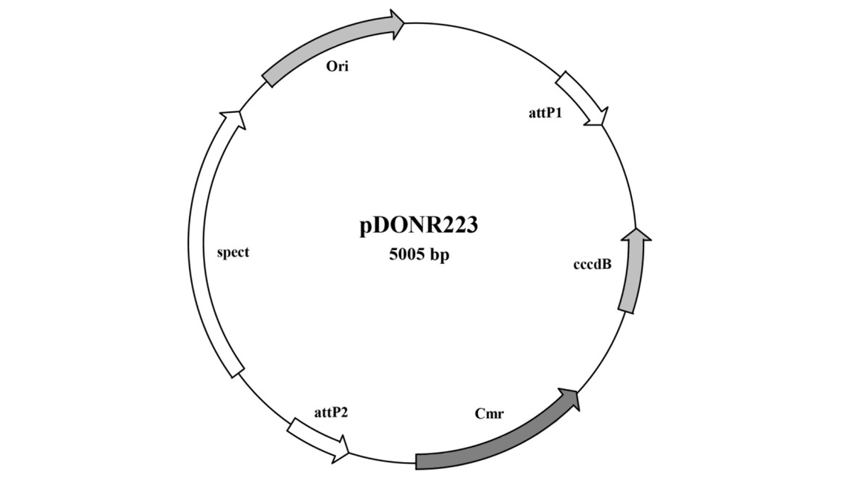 Human Open Reading Frame (ORF) Library