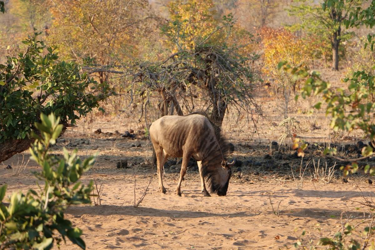 Wildebeest spotted on a safari in Livingstone's Mosi Oa Tunya National Park 