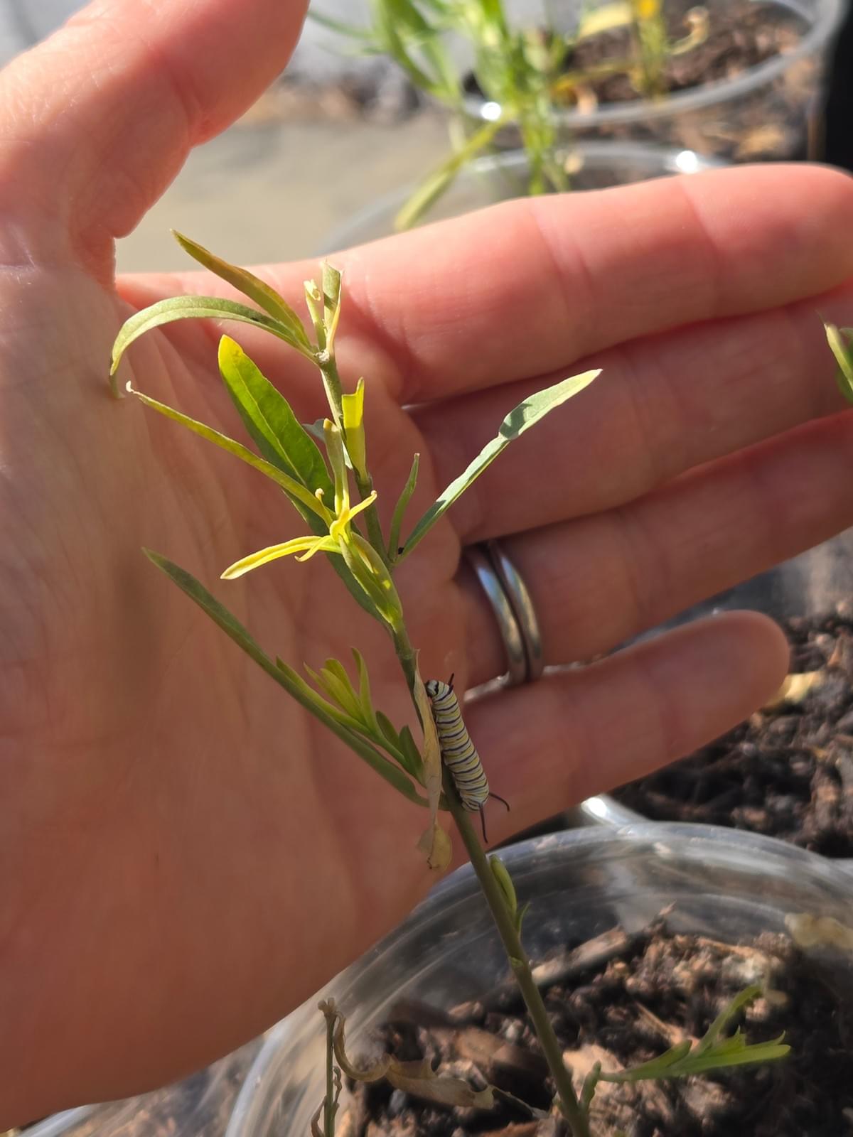 At Little Way Daycare, we believe that every child deserves a nurturing environment where they can explore and grow. Our licensed in-home daycare provides personalized attention, ensuring that each child's unique needs are met, fostering their emotional and intellectual development. Building Foundations for Lifelong Learning Little Way Daycare is a licensed, in-home daycare in El Cajon, CA. In addition to childcare for the younger ages, we also run a nature-inspired preschool program to provide a fun, comprehensive learning environment.