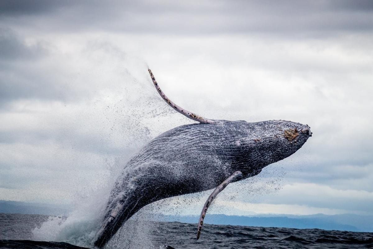 Whale watching at Nuqui Beach, Colombia 