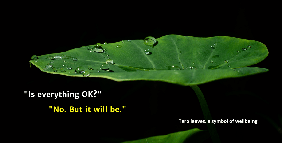 Image of two green taro leaves (as a symbol of wellbing). The green of the leaves contrast to a black background. As a precursor to the body copy aboout medical insruance for employees in Papua New Guinea, the text says, "Is everything OK?" followed by the response, "No,. But it will be."