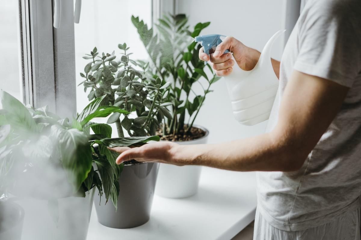 In the context of domestic worker insurance, a worker thoughtfully waters the leaves of thriving pot plants on the window sill of a residential home