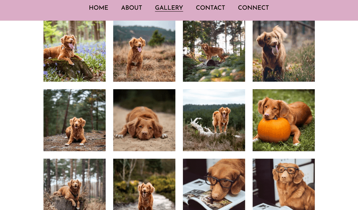 Template Buddy dari Strikingly