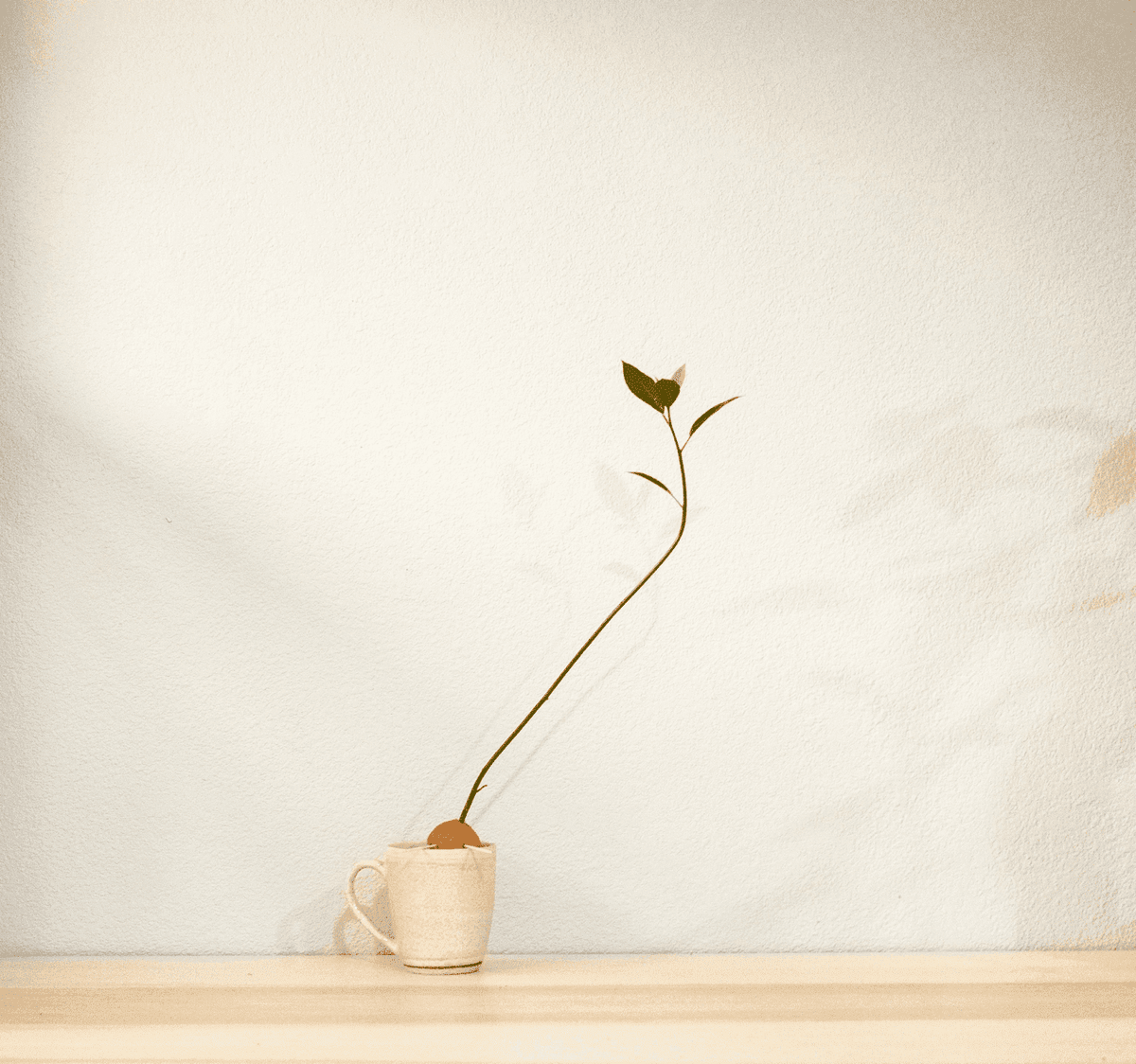 Pequeña planta que prospera sin apoyo externo: autosuficiencia